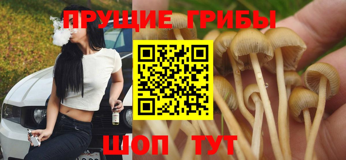 купить наркотик  Вход с VPN  Ижевск  Галлюциногенные грибы Psilocybe 